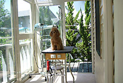 �J�b�g���[��